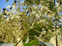 Check spelling or type a new query. Best Honey Plants To Help Save Bees Celebrate World Bee Day