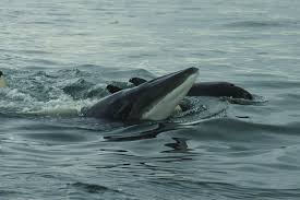 Their range extends from the ice edge in. Killer Whale Predation On A Minke Whale Observed In Skjalfandi Bay Ne Download Scientific Diagram