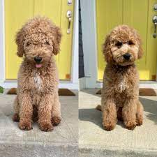 The goldendoodle is a cross between a golden retriever and a poodle. First Haircut Before And After Puppy Grooming Goldendoodle Grooming Teddy Bear Goldendoodle