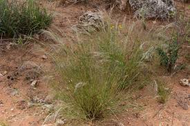 Image result for Stipagrostis