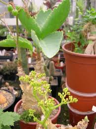 Image result for Cyphostemma lanigerum