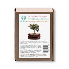 Lil Plot Rainbow Chili Bonsai Tree Kit