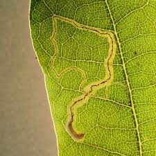 Image result for Stigmella roborella