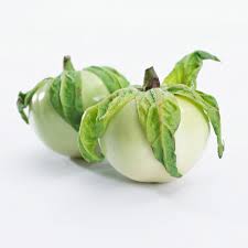 Image result for Solanum macrocarpon