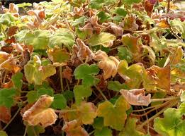 お気に入りのゼラニウム Soramimiハーブショップ別館