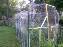 To keep squirrels out of your yard and away from your garden, you need to make those spaces unattractive to them. Diy Garden Cage Meant To Keep Squirrels Out Tomatoes In Living News Gazette Com