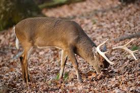Maybe you would like to learn more about one of these? What To Feed Deer Other Than Corn Healthy Food For Deer