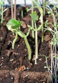 If these conditions are not met, seedlings can become leggy, which is a term used to describe seedlings that have long, thin and pale stalks and small. Seedling Beans Green Sprout Leaf Young Natural Plant Piqsels