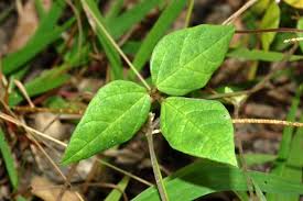 Image result for Macrotyloma