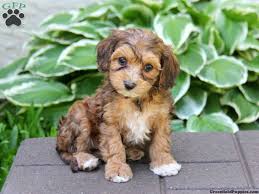 Caramel Cavapoo Puppy For Sale In Honey Brook Pa Cute Animals Cavapoo Puppies Cute Creatures