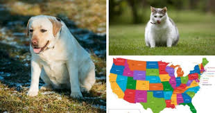 Pin On Dyk Animal Myths Facts