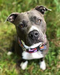 The american staffordshire terrier (staffy) (amstaff) and the staffordshire bull terrier descended from the same lines. American Staffordshire Terrier Nala Home Facebook