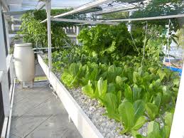 Start A Hobby Farm For Family Fun