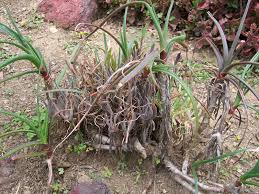 Image result for Aloe arborescens × inyangensis