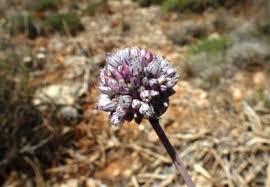 Image result for Quassia undulata