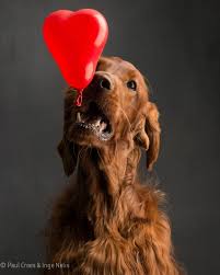 Brown english setter irish setter. Irish Setter With A Balloon Irish Setter Dogs Irish Red Setter Irish Setter Puppy