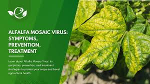 Image result for Alfalfa mosaic virus