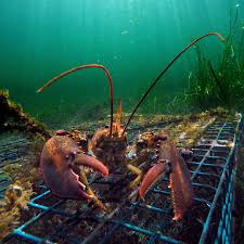 نتیجه جستجوی لغت [lobster] در گوگل