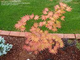 We did not find results for: Plantfiles Pictures Acer Full Moon Maple Japanese Maple Autumn Moon Acer Shirasawanum By Silentthunder