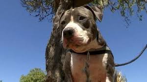 Check spelling or type a new query. Arti Mimpi Digigit Anjing Hitam Besar Sebaiknya Hati Hati Dan Waspada Tribun Jogja