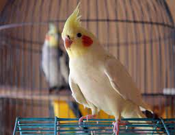 Check spelling or type a new query. 8 Top Yellow Parrots To Keep As Pets
