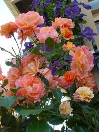 The former grows to 12 feet (3.7 m. Great Garden Combo Rose Clematis For Small Space Impact