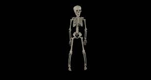 Download halloween skeleton stock photos. Happy Dancing Skeleton For Halloween Stock Footage Video 100 Royalty Free 12374579 Shutterstock