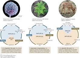 Haploid cells are cells that contain half of the number of chromosomes that are usually found per cell of an organism. Hillis2e Ch37