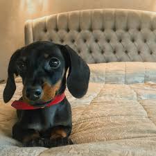 If you need a little inspiration or information on some of the friendliest and best breeds out there, check out the details below. Pictures Of Hot Dog Puppies Blog Lif Co Id