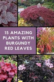 15 Amazing Plants With Burgundy Red Leaves Pretty Purple Door Red Leaf Plant Red Shrubs Purple Shrubs