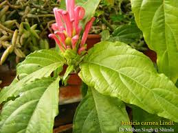 Image result for Justicia carnea