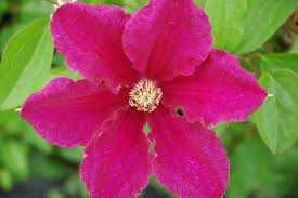 Check spelling or type a new query. Ernest Markham Clematis Ernest Markham Online Kaufen