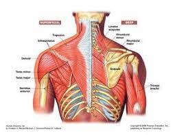 The clavicle (collarbone), the scapula (shoulder blade), and the humerus (upper arm bone) as well as associated muscles, ligaments and tendons. Taking It To The Next Level With The Dailey Method Shoulder Anatomy Shoulder Muscles Shoulder Joint Anatomy