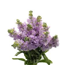 Image result for Matthiola