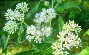 Check spelling or type a new query. Boneset Forageporage S Blog