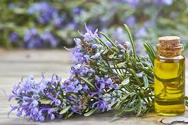 6 Health Benefits Of Using Rosemary Oil During Pregnancy