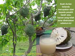 Nama saintifik bagi dukung anak. Soursop Atau Durian Belanda Ubat Kanser Wannura