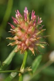 Image result for Trifolium spumosum
