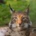 Lynxes