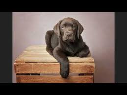 Some pups are even older, and a few pups can last six or seven. 9 Week Old Puppy Schedules And What To Expect