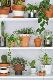 You do not want your plant to be swimming in soil, but plants typically need to be repotted every 12 to 18 months, depending on how actively they are growing. Growing Spaces Inspired Ideas For Family Interiors Plant Decor Terracotta Plant Pots Plants