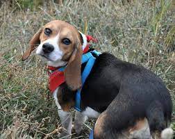 Nationalbeagleday Beagle Freedom Project Animals Beagle Rescue