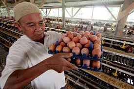 Untuk masalah keakuratannya ini, tentu tidak bisa dibandingkan dengan angka yang didapat dari hk pools. Harga Telur Ayam Di Klaten Melambung