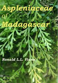 Image result for Asplenium musiraense