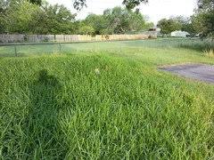 I've used milorganite and synthetic fertilizer once. Milorganite Vs Scott S