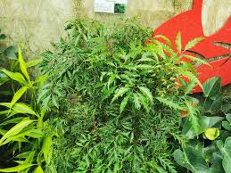 Image result for Polyscias kivuensis