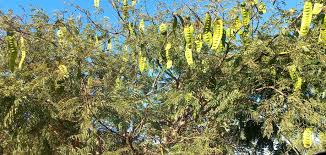 Image result for Entada abyssinica