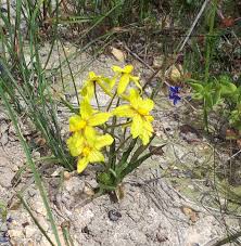 Image result for Holothrix longiflora