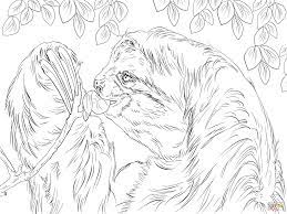 Find the best animals coloring pages for kids and adults and enjoy coloring it. Three Toed Sloth Eating Leaves Coloring Page Free Printable Coloring Home