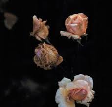 As the infection girdles the shoots, they wilt and die. Gray Mold Botrytis Blight Wisconsin Horticulture